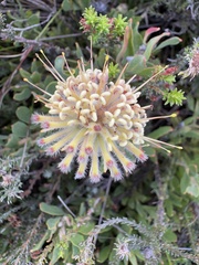 (c) Charleen Brunke, some rights reserved (CC BY) Leucospermum heterophyllum, photograph (c) Charleen Brunke, some rights reserved (CC BY)