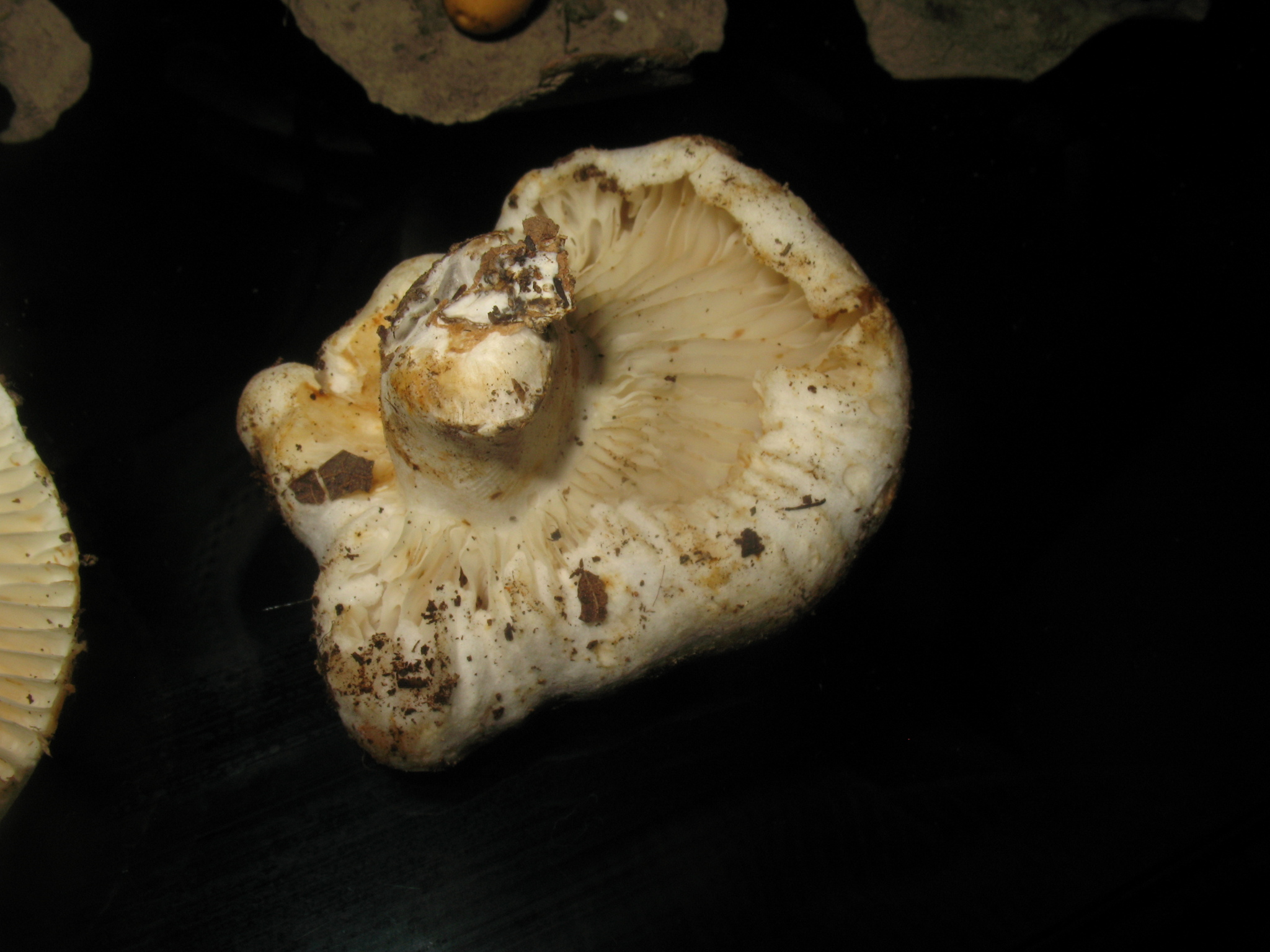 Russula brevipes image
