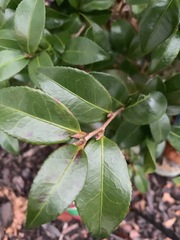 Theaceae