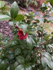 Theaceae