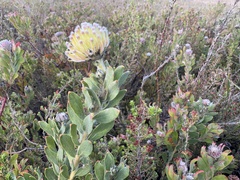 (c) Charleen Brunke, some rights reserved (CC BY) Leucospermum heterophyllum, photograph (c) Charleen Brunke, some rights reserved (CC BY)