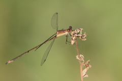 Lestes forficula