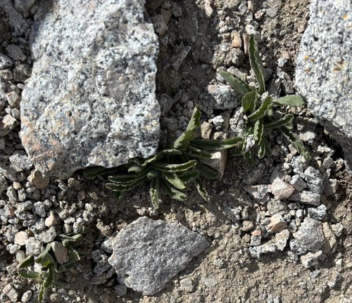 Alpine Gold (Hulsea algida)