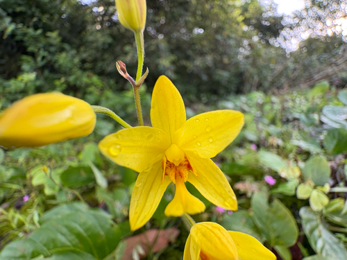 Spathoglottis pubescens, photograph 5