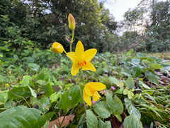 Spathoglottis pubescens, photograph (c) athiwu, some rights reserved (CC BY-SA)