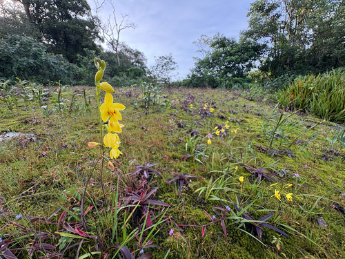 Spathoglottis pubescens, photograph 6