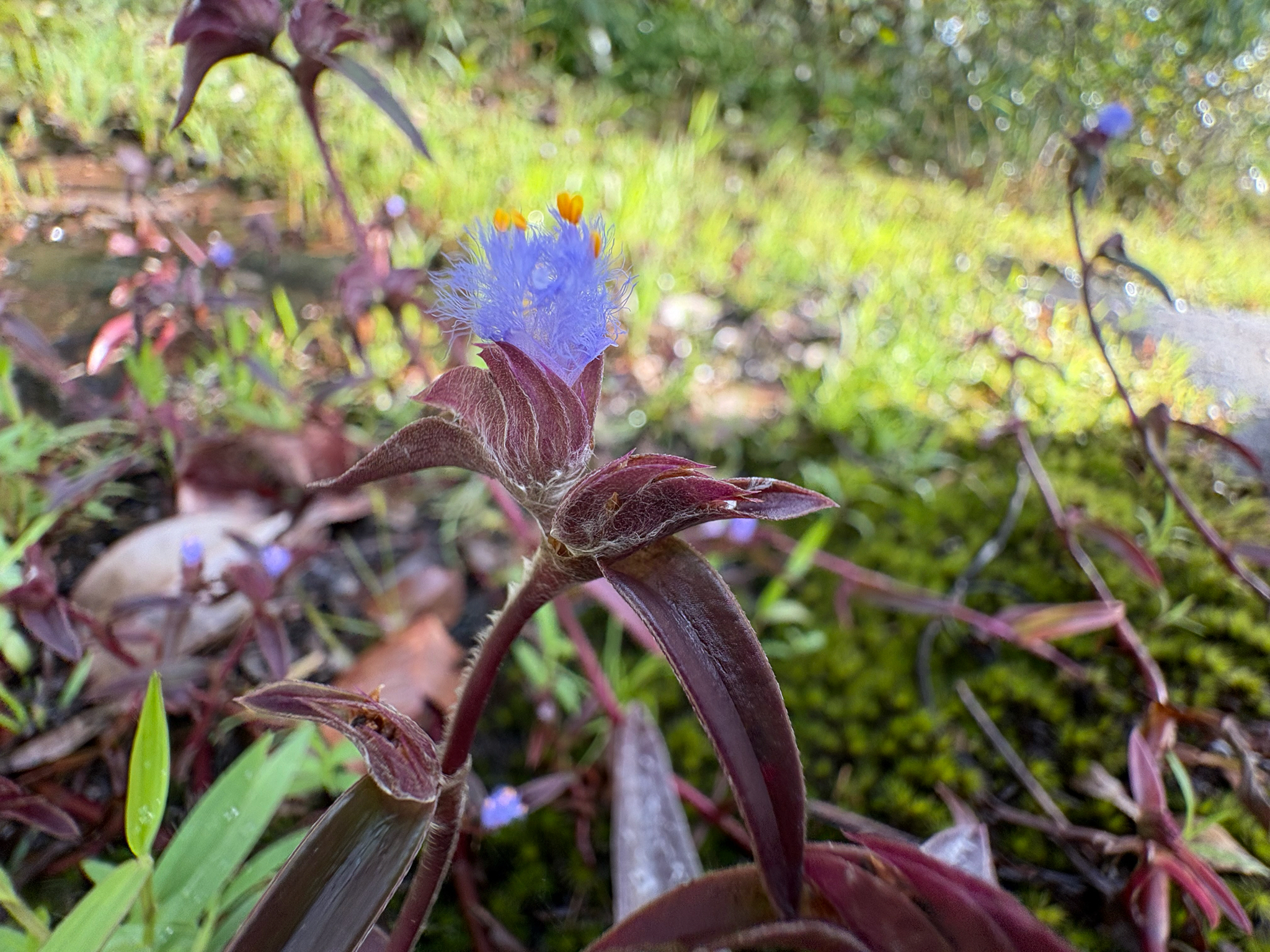 Cyanotis arachnoidea
