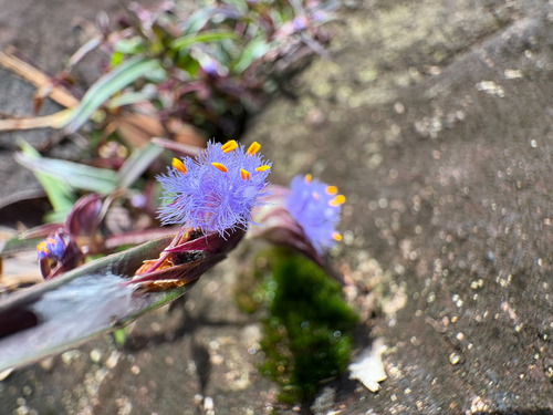 Cyanotis arachnoidea, photograph 5