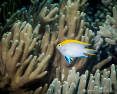 Neoglyphidodon melas