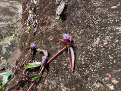 Cyanotis arachnoidea, photograph (c) athiwu, some rights reserved (CC BY-SA)