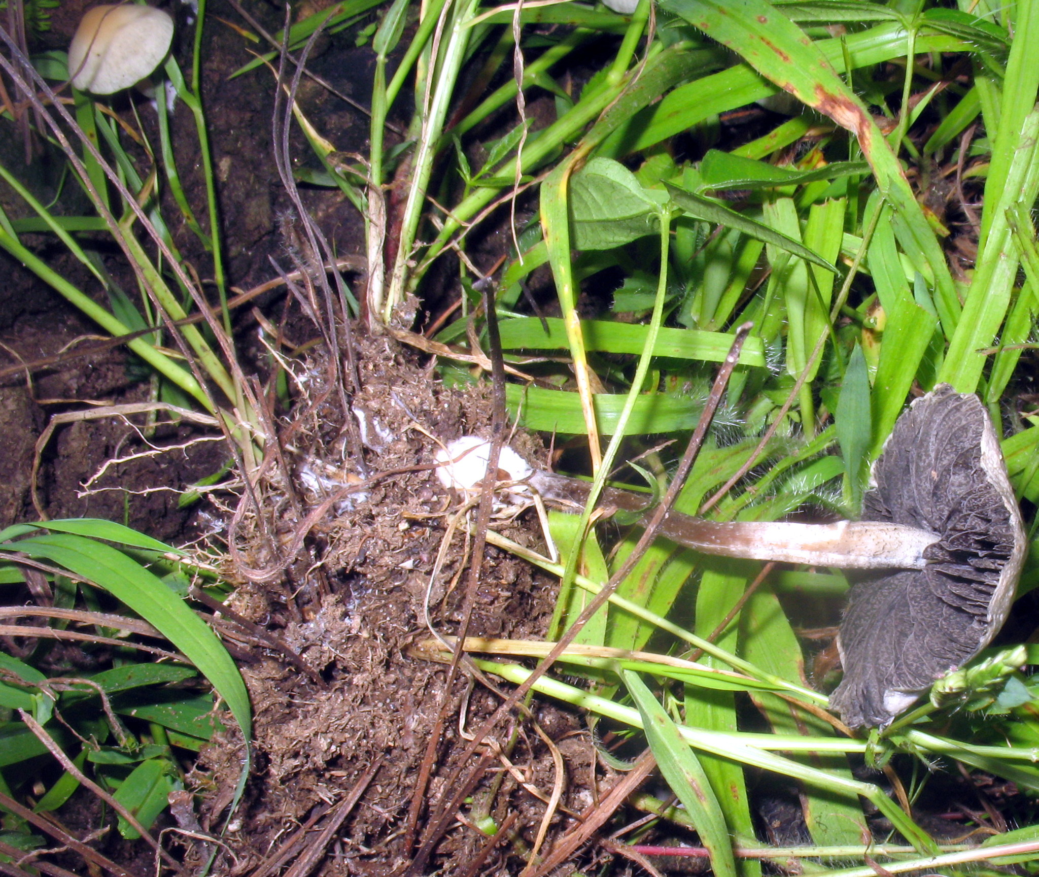 Panaeolus cyanescens image
