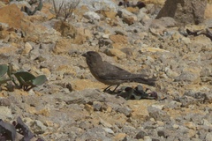 Leucosticte australis