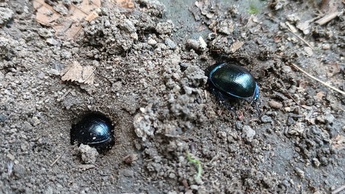 Woodland Dor Beetle