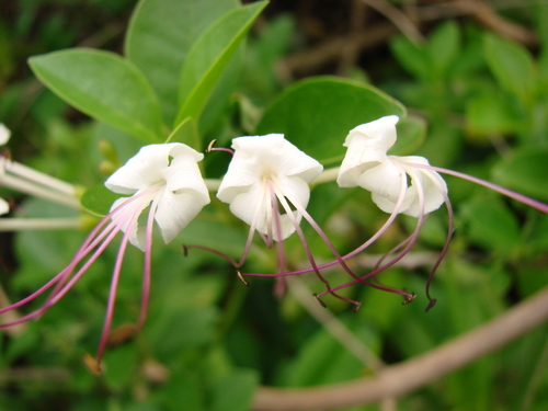 Scambling Clerodendrum (Clerodendrum inerme) · iNaturalist