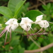 Scambling Clerodendrum - Photo (c) Bahamut, some rights reserved (CC BY-NC-ND)