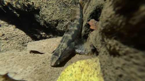 Greenback gauvina (Bunaka gyrinoides) — Eleotridae — 4