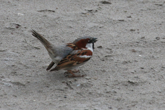 Passer domesticus