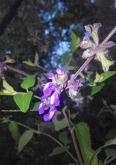Salvia cuspidata