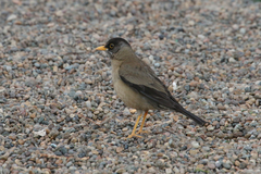 Turdus falcklandii