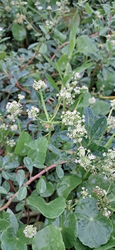 largeleaf pennywort