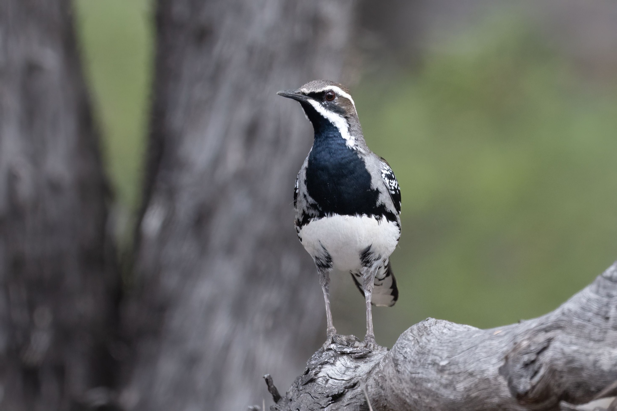 Copperback Quail-thrush (Cinclosoma clarum), photo 3