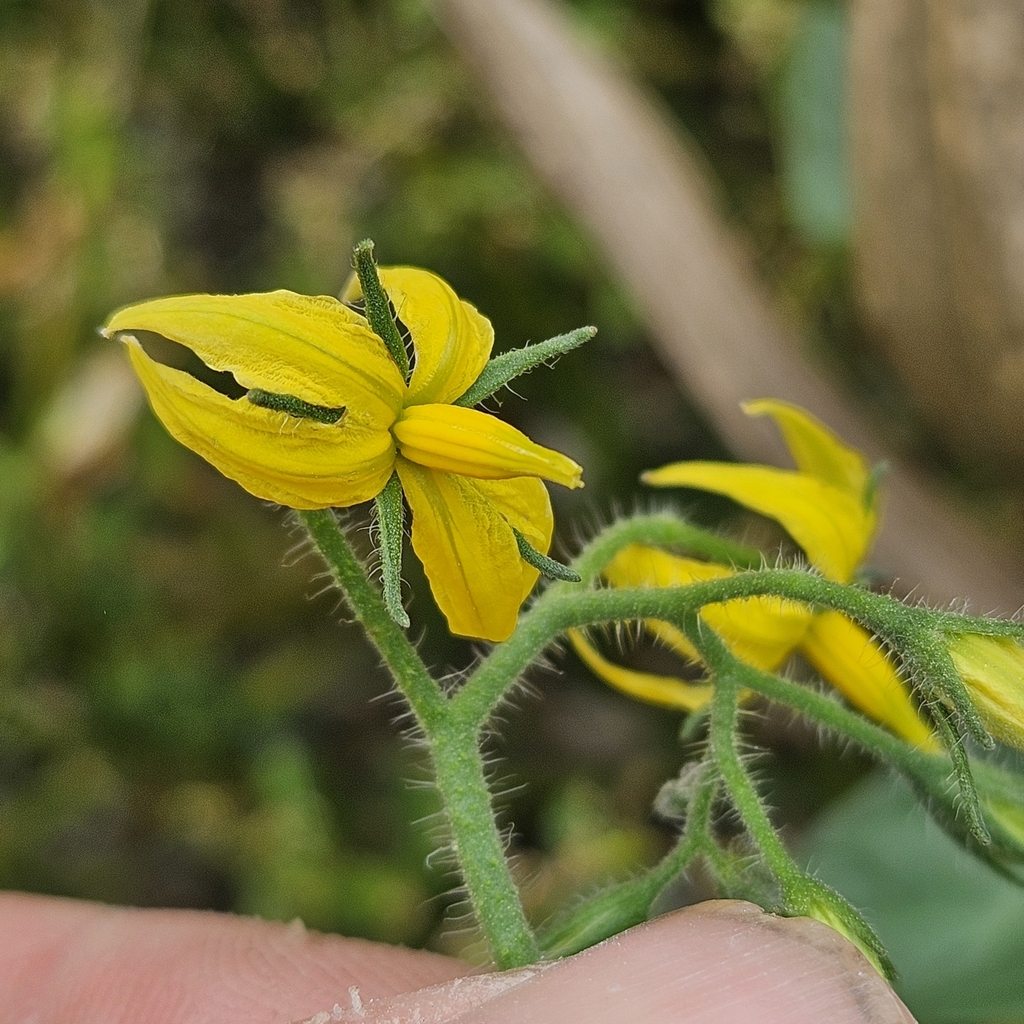 Solanum lycopersicum