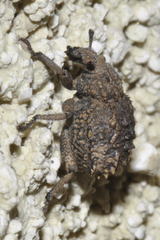 Brachycerus muricatus
