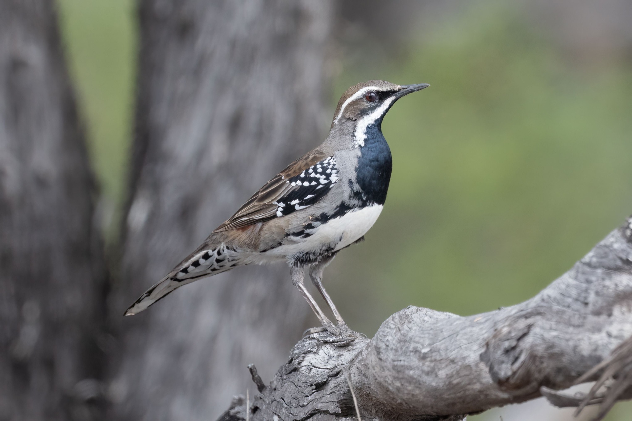 Copperback Quail-thrush (Cinclosoma clarum), photo 4