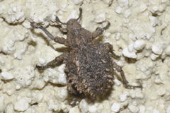 Brachycerus muricatus