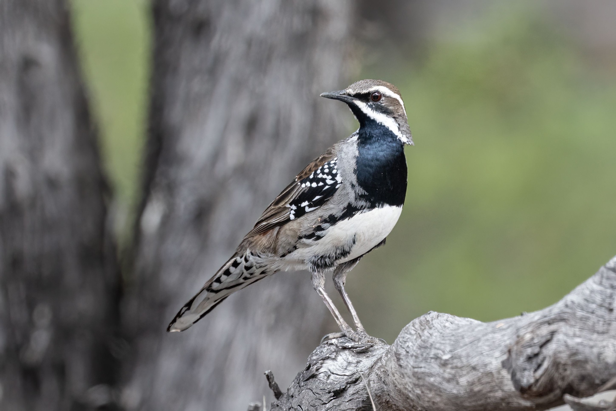 Copperback Quail-thrush (Cinclosoma clarum), photo 5