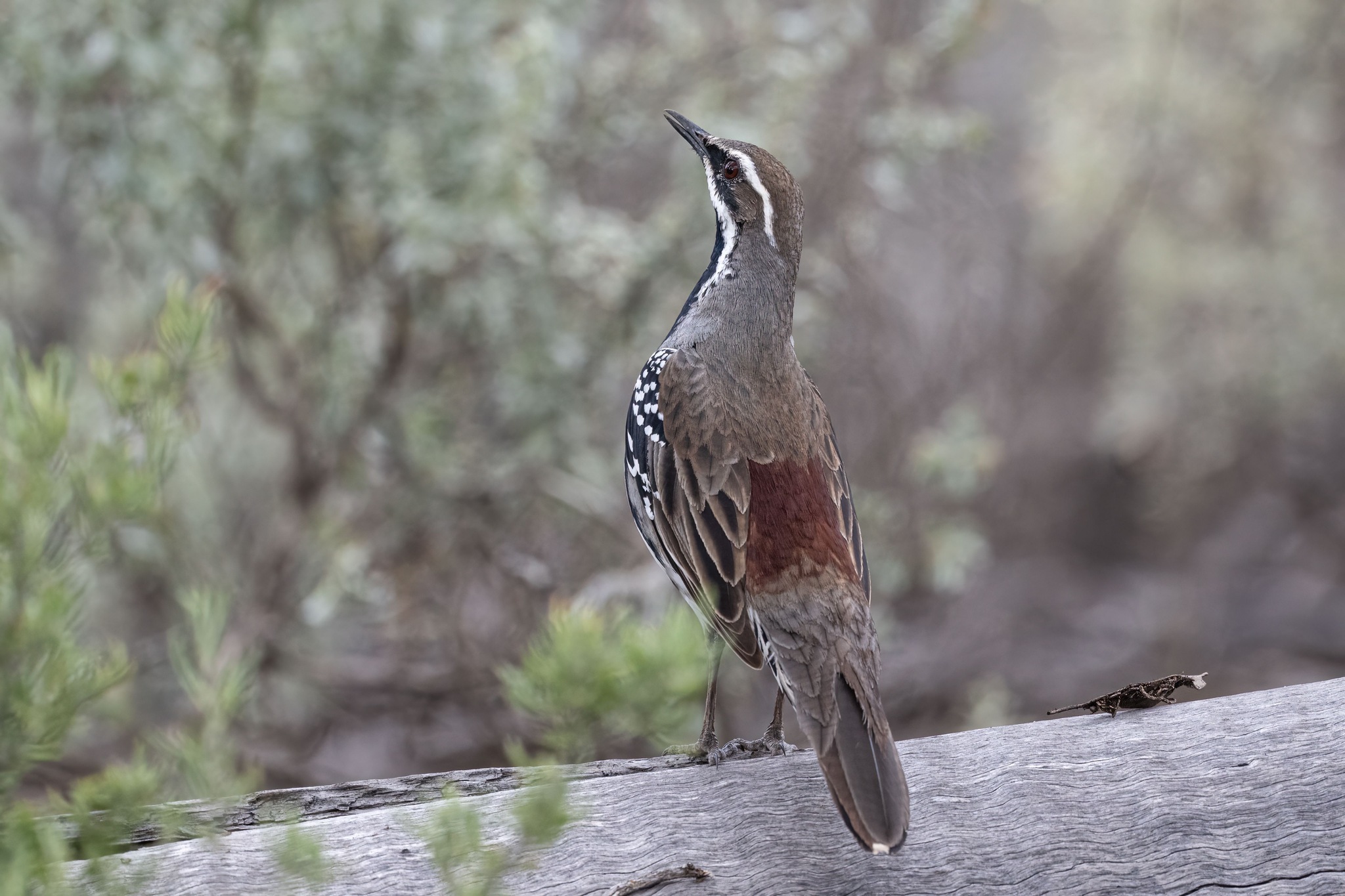 Copperback Quail-thrush (Cinclosoma clarum), photo 6