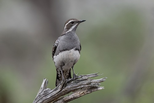 Copperback Quail-thrush (Cinclosoma clarum)