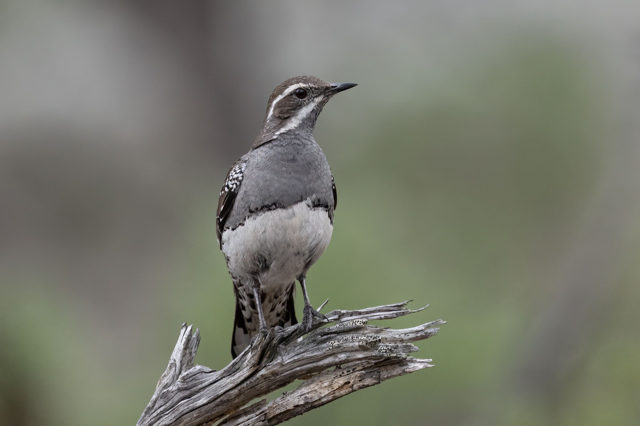 Copperback Quail-thrush (Cinclosoma clarum), photo 1