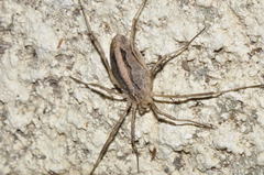 Odiellus troguloides