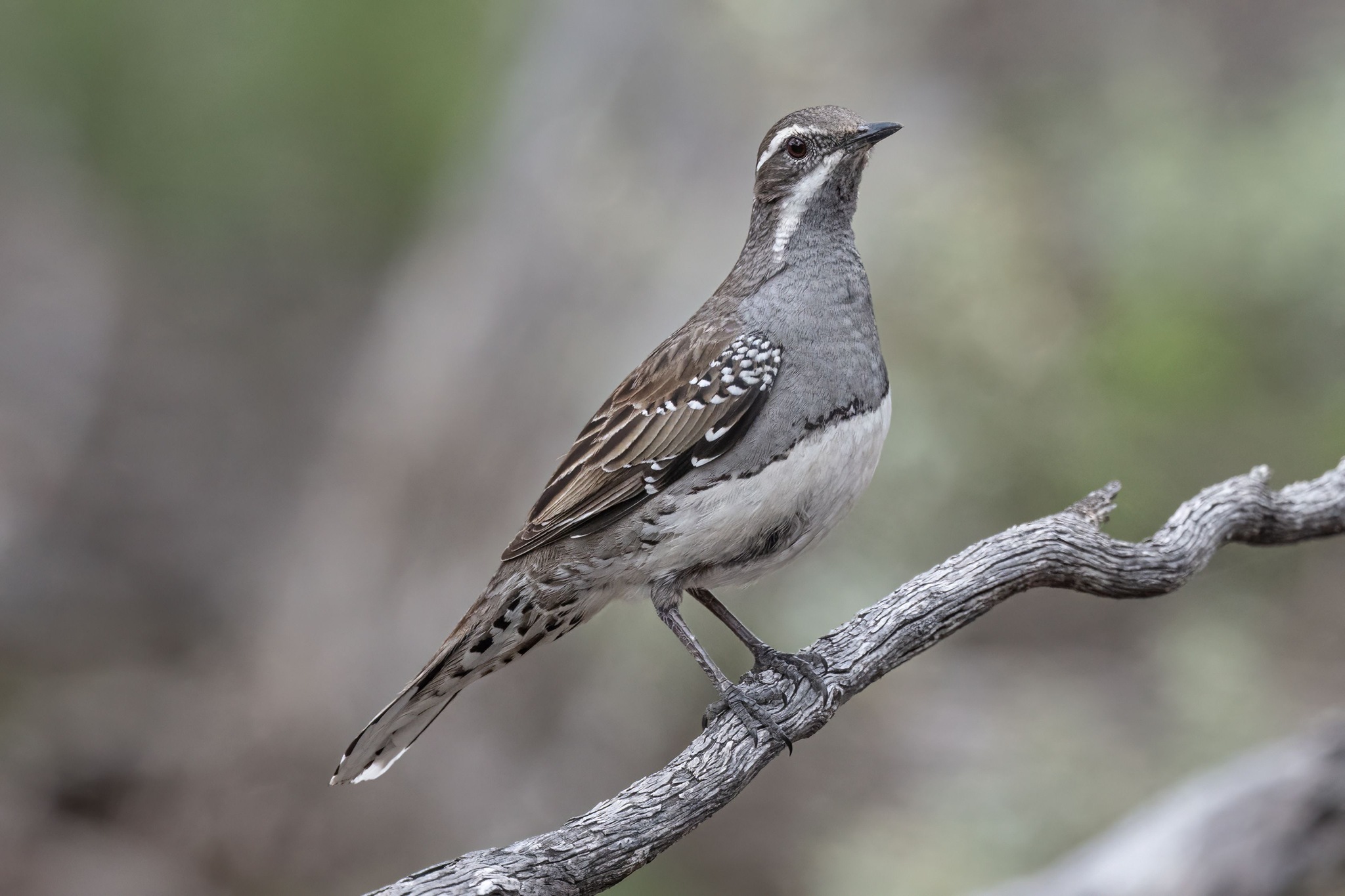 Copperback Quail-thrush (Cinclosoma clarum), photo 2