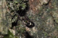 Lepthyphantes minutus