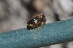 Ptinus bidens
