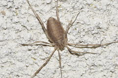 Odiellus troguloides