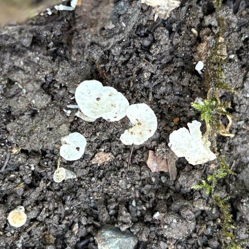 Delicatula integrella