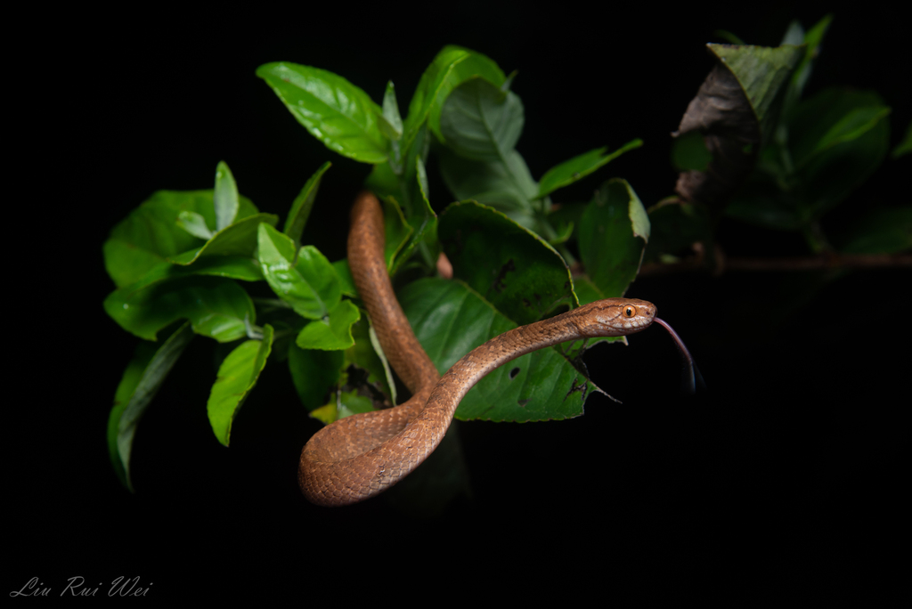 Formosa Slug Snake