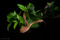 Formosa Slug Snake photo 1