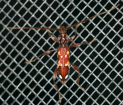 Coptocercus biguttatus