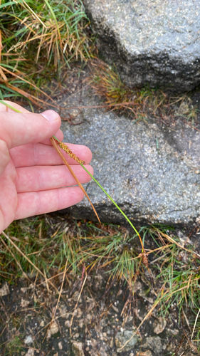 green-ribbed sedge (Carex binervis)