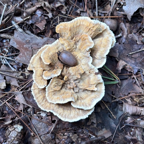 Thelephora aurantiotincta