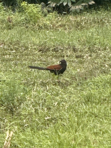 Greater Coucal