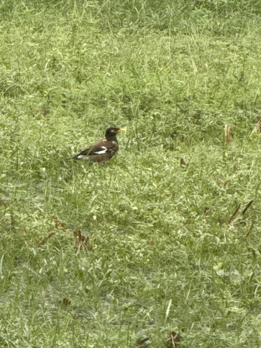 Common Myna