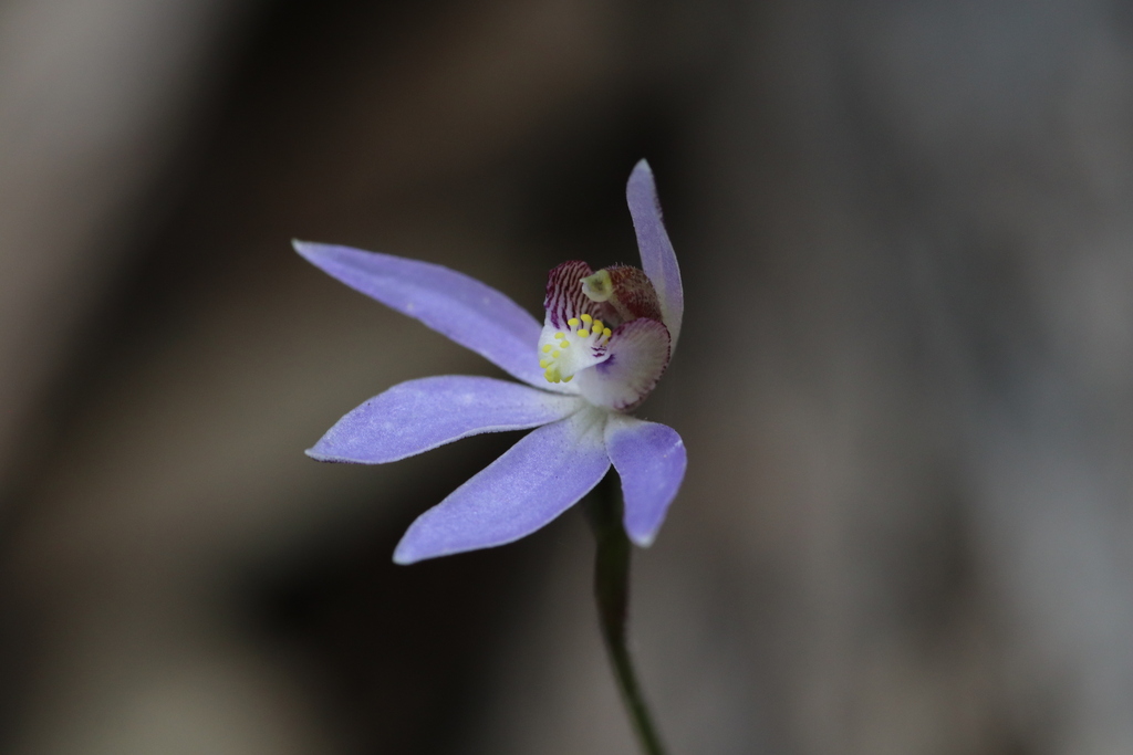 Caladenia aperta