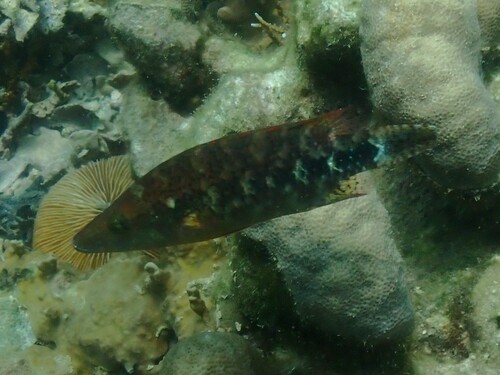 Oxycheilinus celebicus observed 2025-09-01