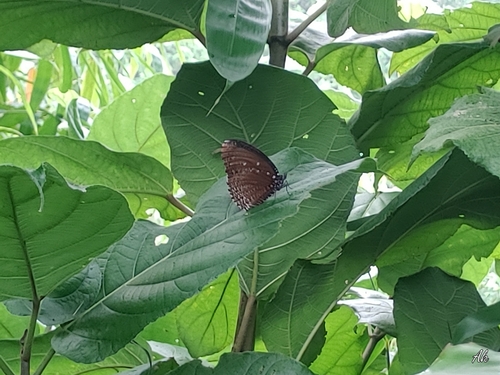 Spotted Palmfly