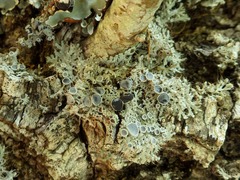 Physcia leptalea
